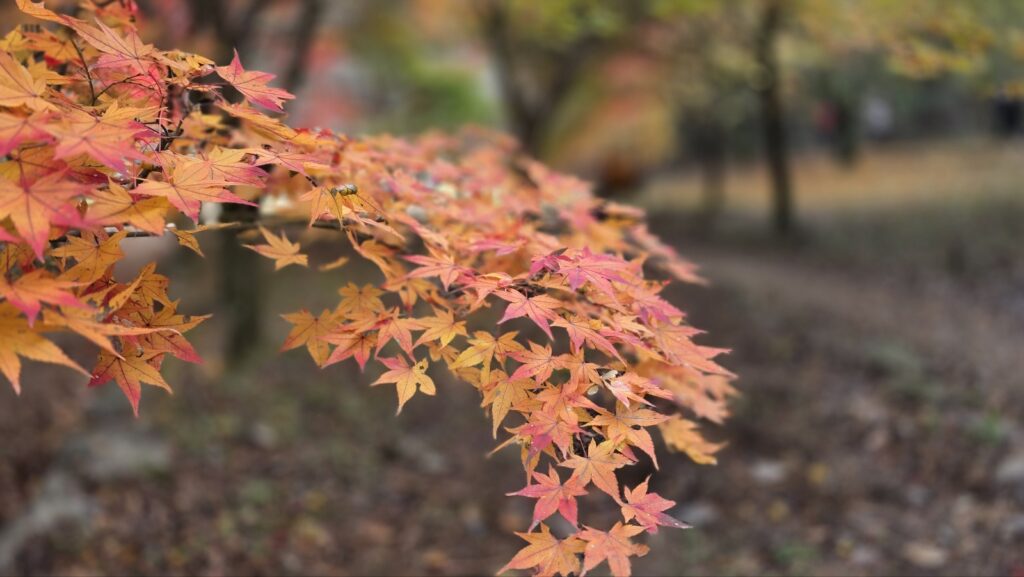 A vibrant red maple forest trail in Naejangsan National Park during peak autumn foliage in South Korea