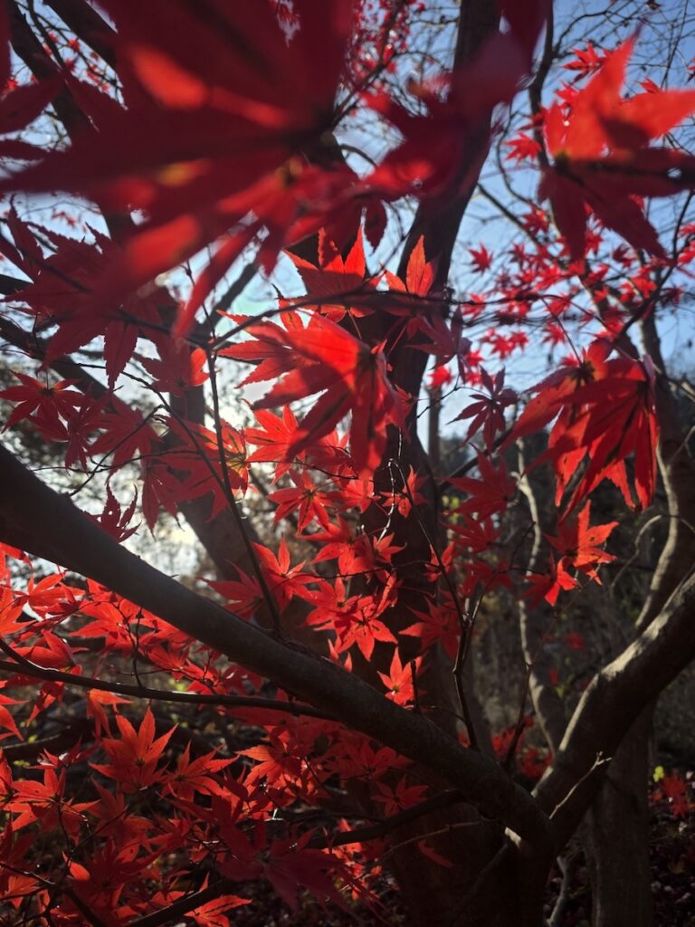 autumn-foliage-hiking-seoul-mountains Vibrant red maple leaves during the peak autumn season, the best time for Hiking in Seoul for Foreigners to experience the "Spicy" Korean trails.