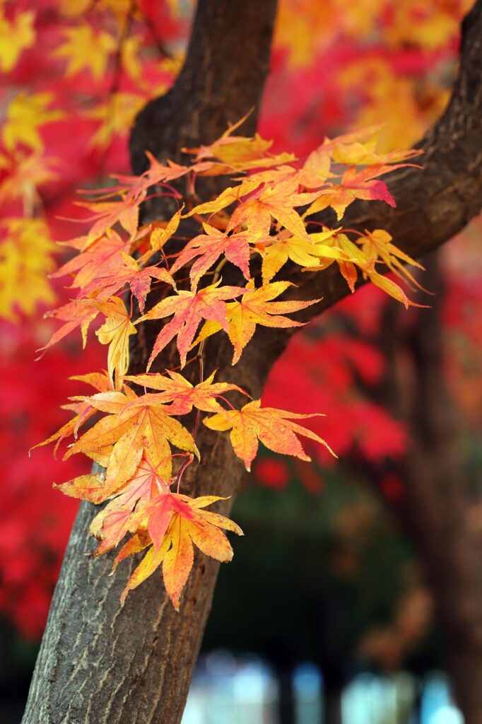 "Colorful autumn foliage in Korea with red and yellow maple trees along a park walkway, capturing the warm and peaceful mood of fall season."