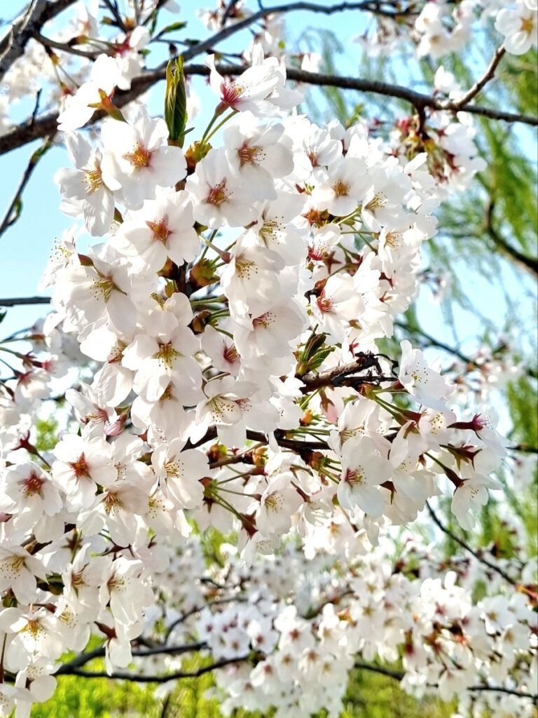best-cherry-blossom-spots-in-korea-2026-full-bloom Breathtaking full bloom at the best cherry blossom spots in Korea 2026, showcasing the vibrant pink canopy of the Gyeongju ritual.