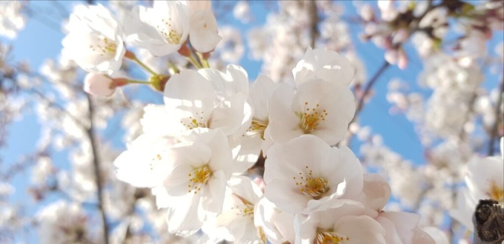 Utilizing Galaxy Expert RAW settings to capture the translucent beauty of the best cherry blossom spots in Korea 2026.