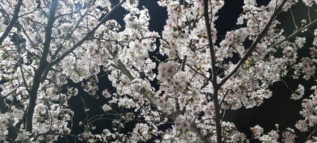 Looking up through an illuminated cherry blossom forest at night, representing the serene midnight sanctuary among the best cherry blossom spots in Korea 2026.