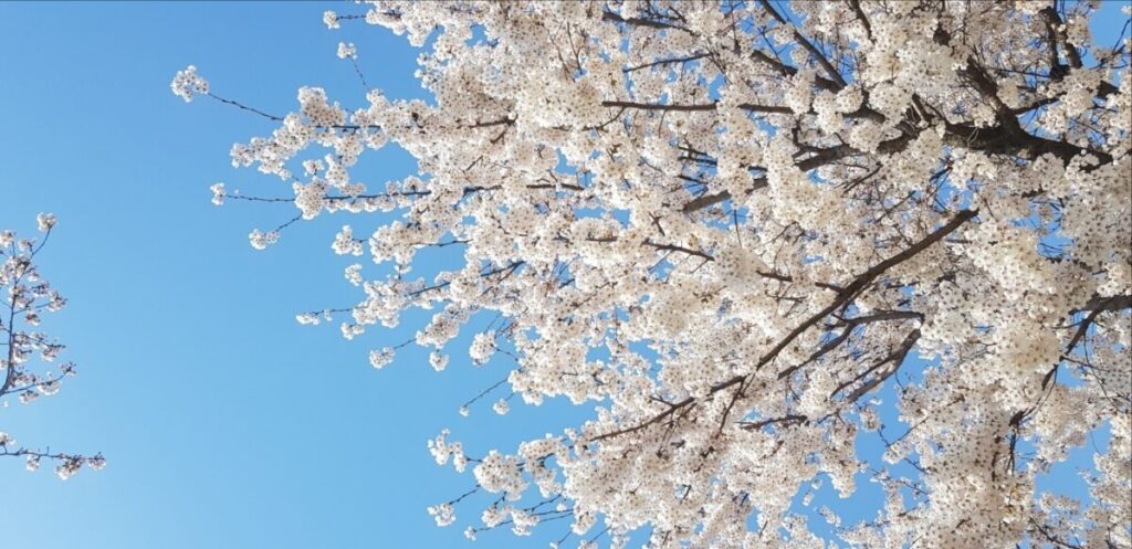 best-cherry-blossom-spots-in-korea-2026-urban-sanctuary Looking up at the urban sanctuary of blossoms, a hallmark of the best cherry blossom spots in Korea 2026 transit guide.