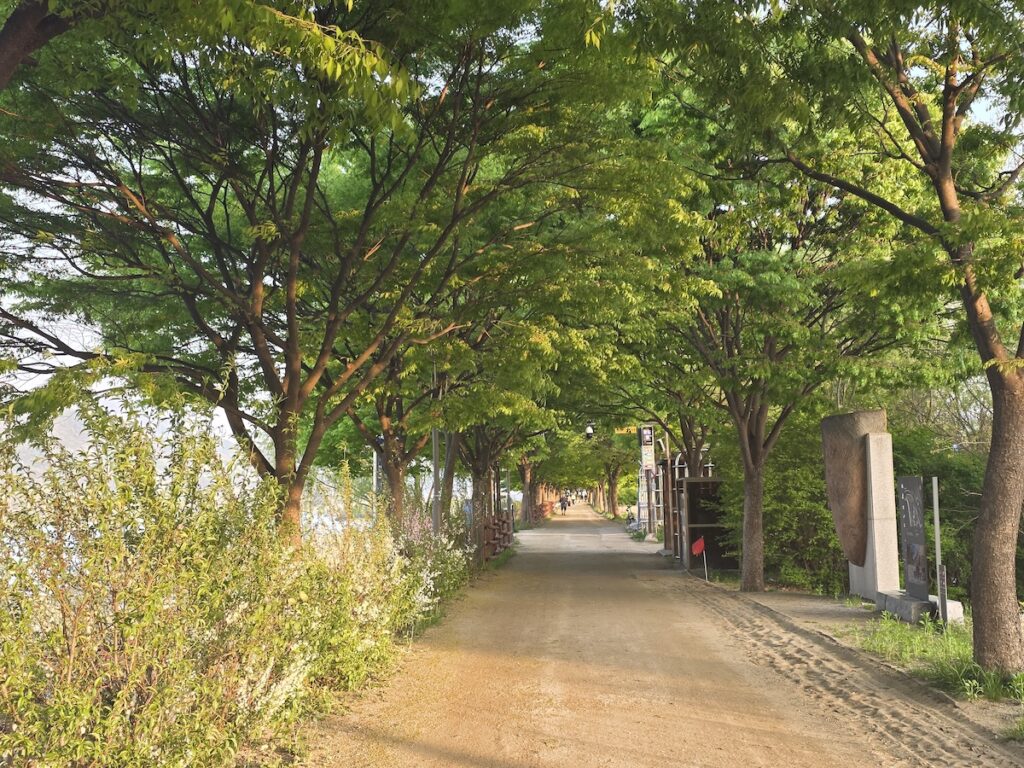A scenic, sun-drenched walking path in one of the best parks in Seoul, highlighting urban greenery.