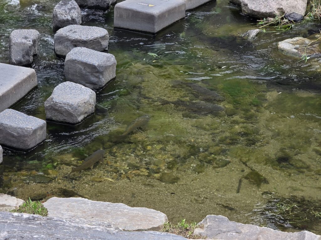 cheonggyecheon-water-fish-seoul Fish swimming in Cheonggyecheon water in Seoul, showing how the restored urban stream supports aquatic life