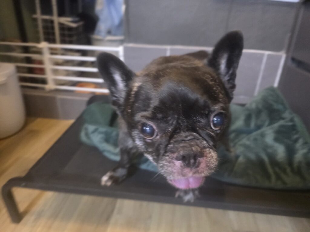 dog-friendly-korea-french-bulldog-playtime A happy French Bulldog with its tongue out in an indoor setting, representing the premium care found in Dog Friendly Korea infrastructure.