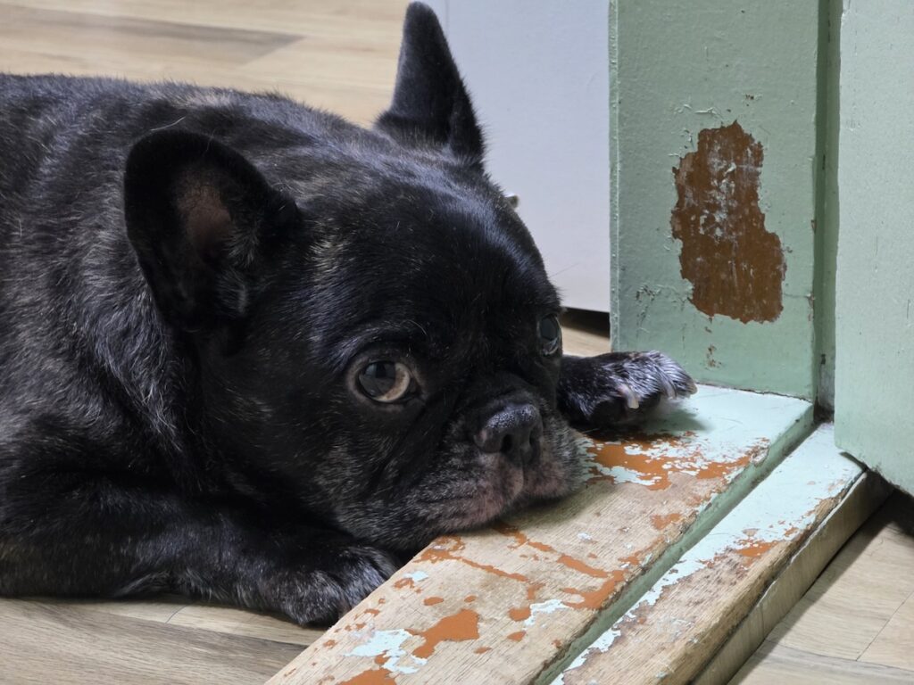 A French Bulldog with bat-like ears lies patiently by a modern door, illustrating Dog Friendly Korea's transition to indoor family living.