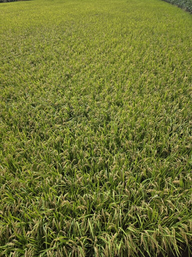 “Rice paddy field in Gimje, Jeollabuk-do, representing Korea’s countryside farming life”