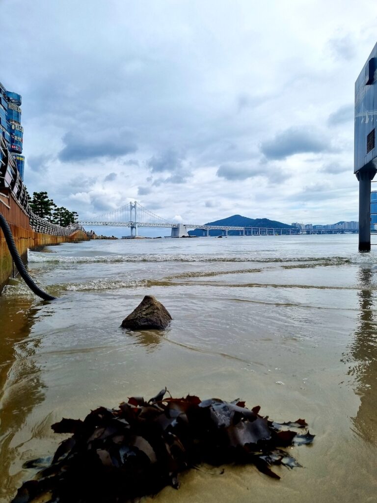 gwangalli-beach-in-busan-local-shoreline A low-angle close-up shot of seaweed and a rock on the wet sand at Gwangalli Beach in Busan, with the Gwangan Bridge in the background under a cloudy sky.