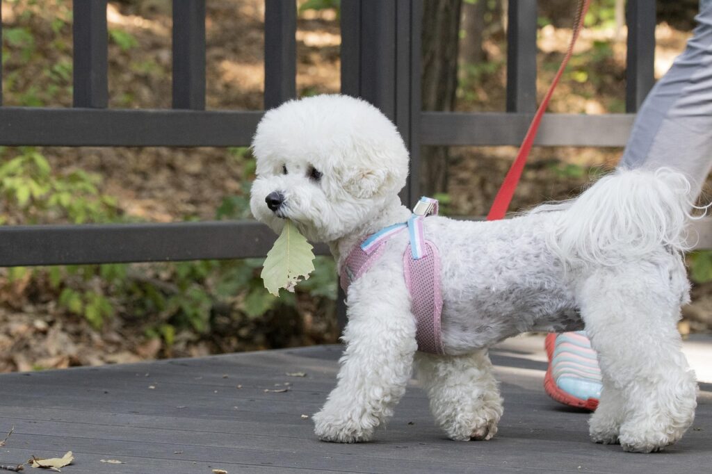 “Microchip and registration process for dogs under Korea’s official pet registration system.”