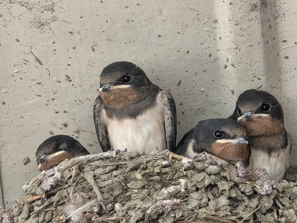 Four baby swallows in a mud nest above a rural restaurant chair in Korean countryside near Seoul