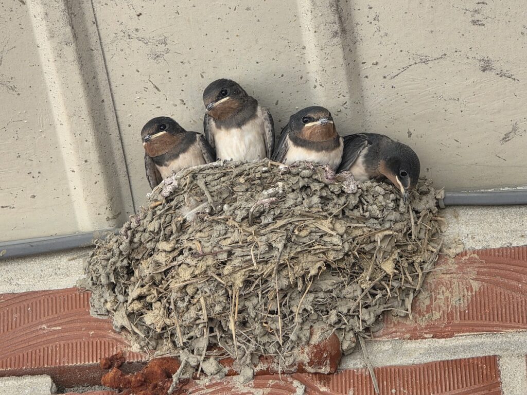 korean-countryside-near-seoul-swallow-nest-eave A swallow's mud nest with four chicks under a Korean rural building eave