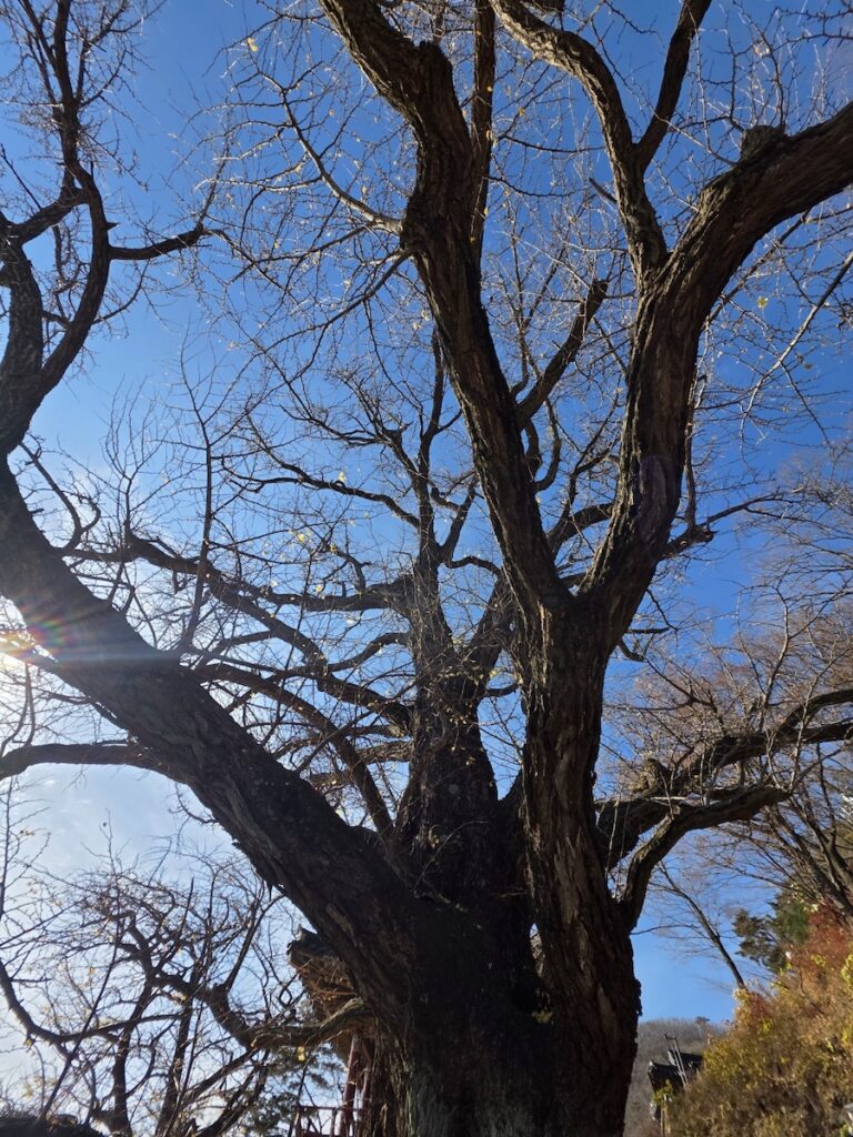 korean-mountain-ancient-ginkgo-tree A majestic ancient ginkgo tree under a clear blue sky, a common sight at historic mountain temples like Mangwolsa when Hiking in Seoul for Foreigners.