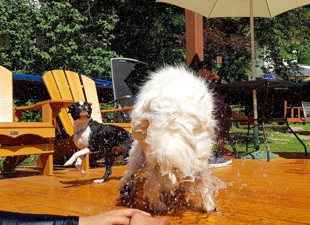 korean-pet-pension-samoyed-shaking-water-boston-terrier Promoting high-quality pet-friendly stays Korea, this photo features a large Samoyed shaking water off its thick fur on a wooden deck, creating a massive spray. A black-and-white Boston Terrier stands nearby, enjoying the social atmosphere of the resort.