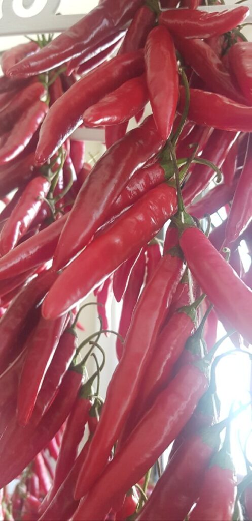 korean-red-chili-pepper-traditional Traditional Korean red chili peppers used for making authentic Gochujang