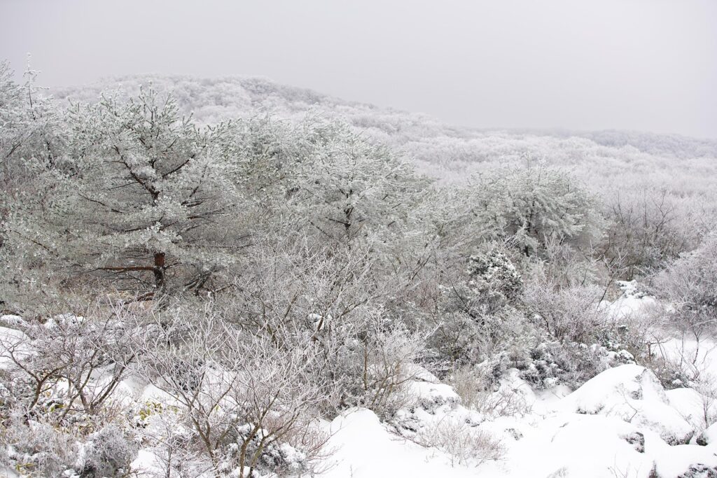 A scenic Korean winter landscape with snow-covered trees and rooftops in Seoul under a clear blue sky