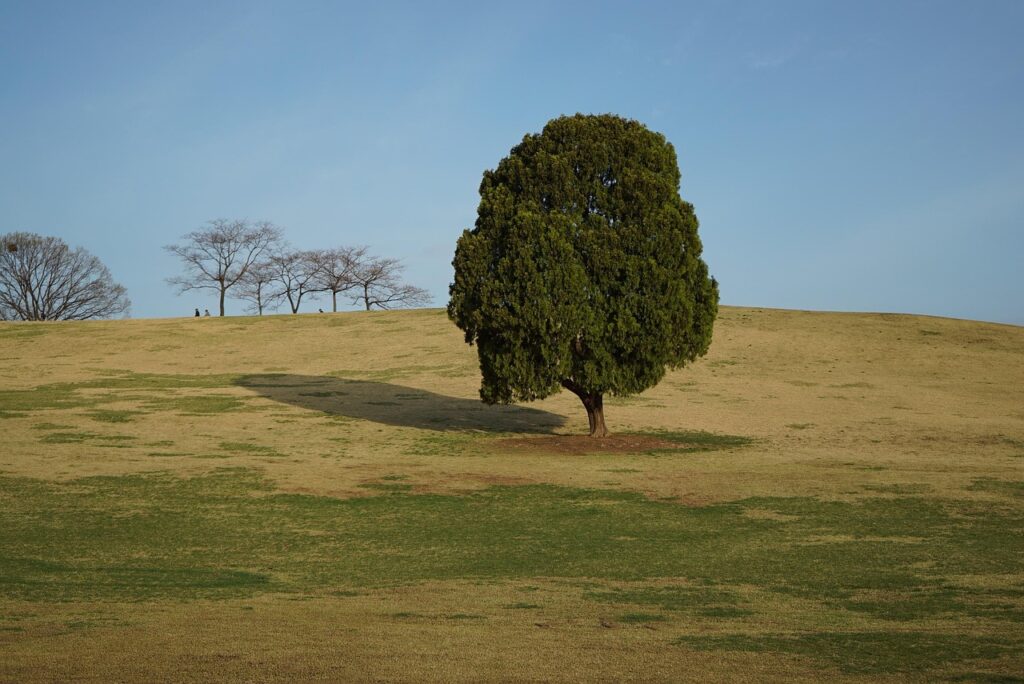 lone-tree-olympic-park-seoul-concert-guide-photo-spot The iconic Lone Tree standing in the vast snowy field of Olympic Park, a famous K-drama filming spot mentioned in our Olympic Park Seoul Concert Guide.