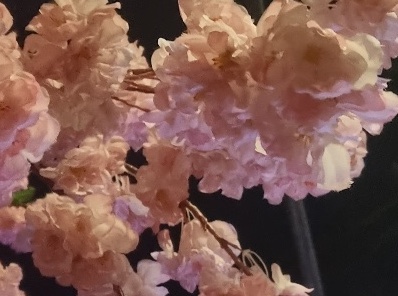 The midnight sakura ritual: a cinematic close-up of cherry blossoms under the streetlights, capturing the soul of the best cherry blossom spots in Korea 2026.