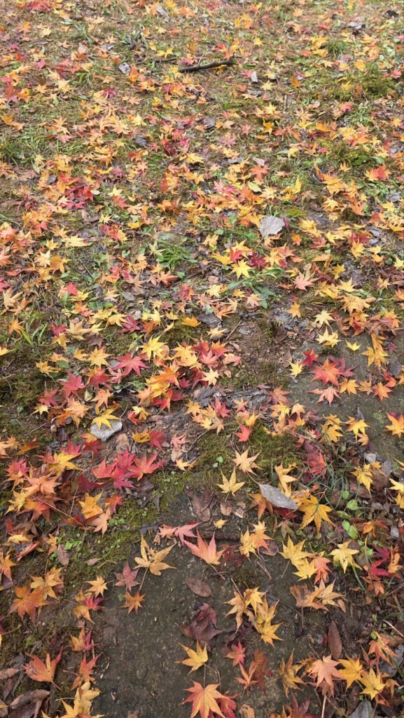 A vibrant red maple forest trail in Naejangsan National Park during peak autumn foliage in South Korea
