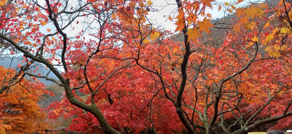 A quiet walking path in Naejangsan covered with fallen autumn leaves, creating a peaceful fall atmosphere.