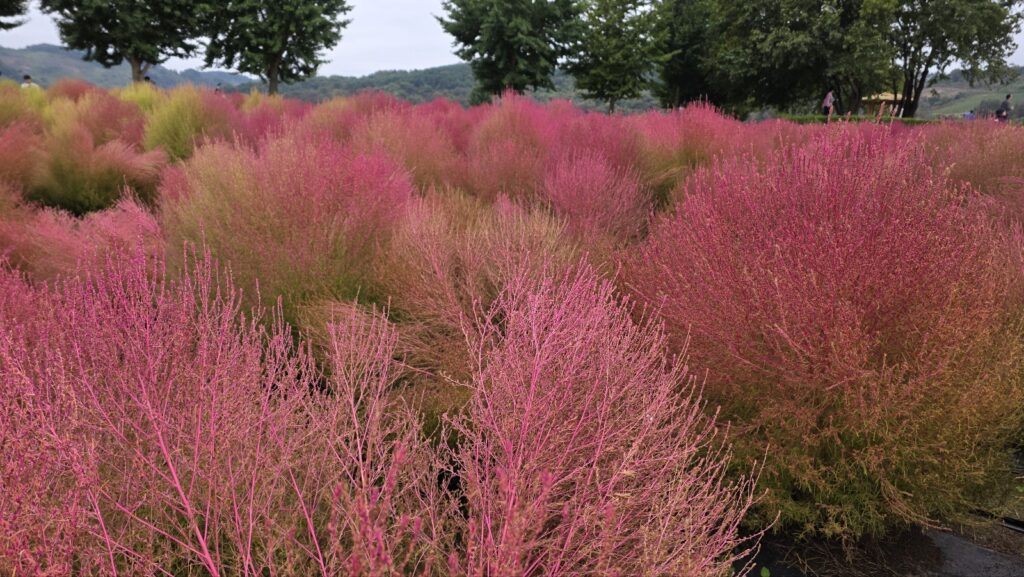 Golden sunlight shining through red maple branches in Naejangsan during autumn in Korea.