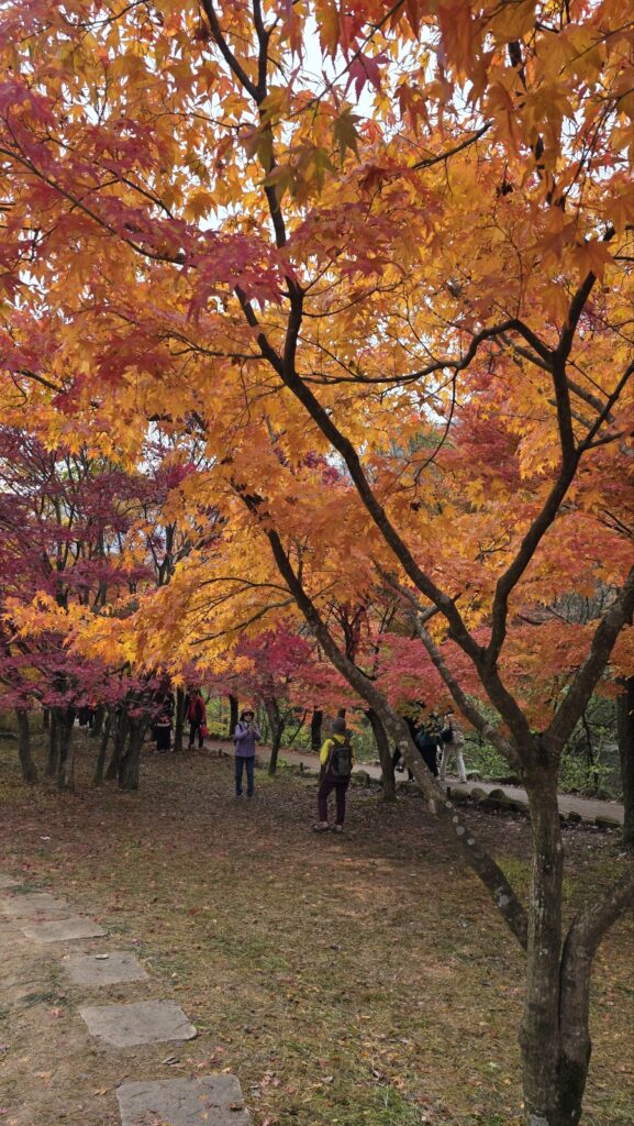 A colorful mountain slope in Naejangsan covered with yellow and red autumn leaves under a clear sky.
