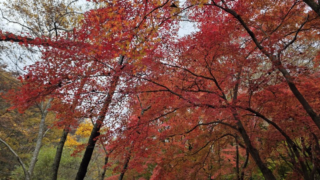 Looking up through colorful autumn leaves toward the blue sky in Naejangsan, South Korea.
