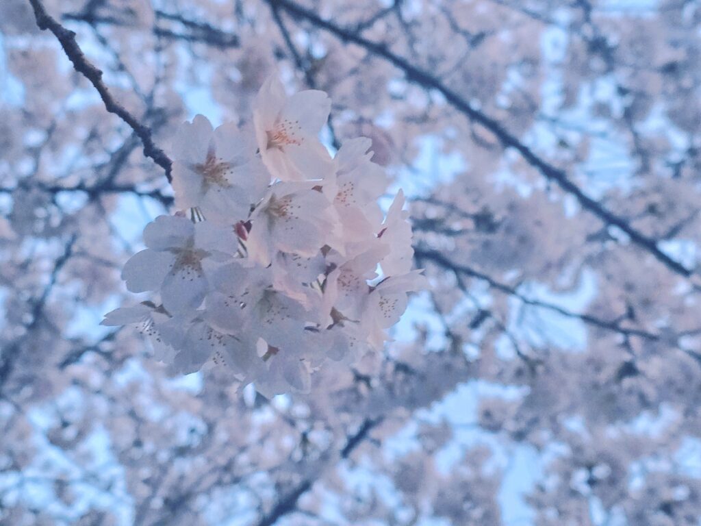 nature-in-seoul-cherry-blossom-close-up A close-up shot of cherry blossoms blooming in 2026, representing nature in Seoul.