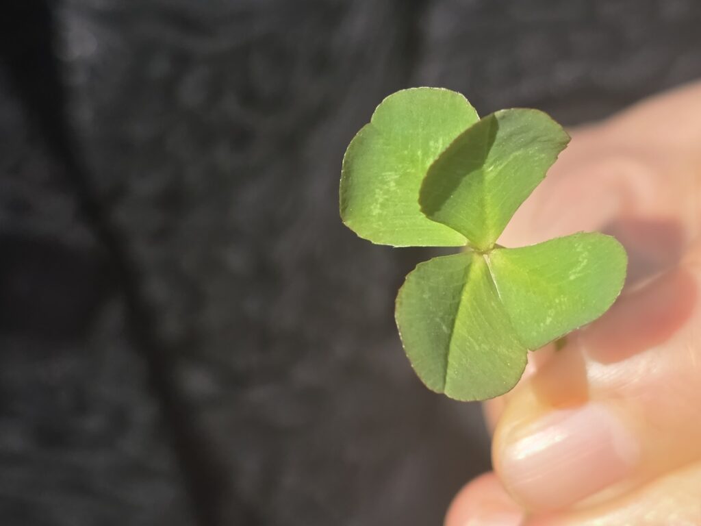 nature-in-seoul-lucky-clover-wellness A hand holding a four-leaf clover found in one of the best parks in Seoul.
