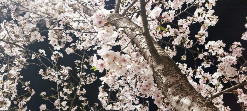 night-drive-cherry-blossom-safety-protocol Looking up at the cherry blossoms at night, a serene moment protected by the Best Car Insurance for Expats shield.