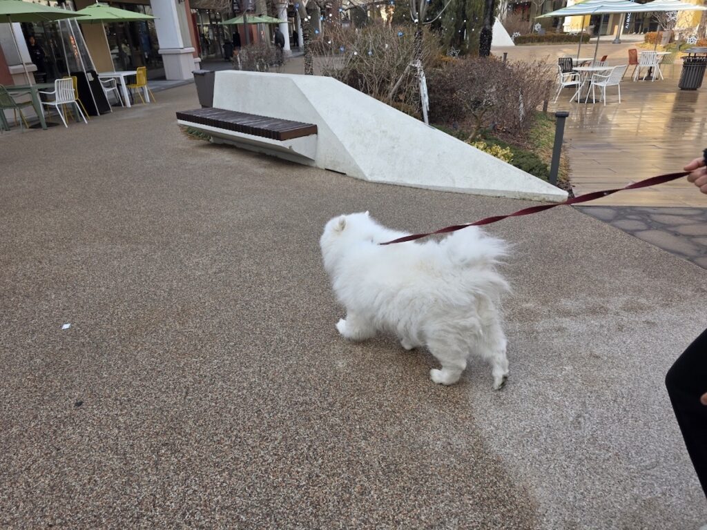pet-friendly-shopping-ritual-paju-outlet A fluffy white dog being walked on a leash at Shinsegae Simon Premium Outlets Paju, highlighting the pet-friendly culture of modern Korean shopping sanctuaries.