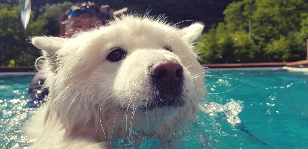 As a premier example of pet-friendly stays Korea, this image shows a pure white Samoyed swimming in a bright blue pool. The dog's wet fur and dark eyes are captured in a closeup, low-angle shot as it enjoys the summer water.