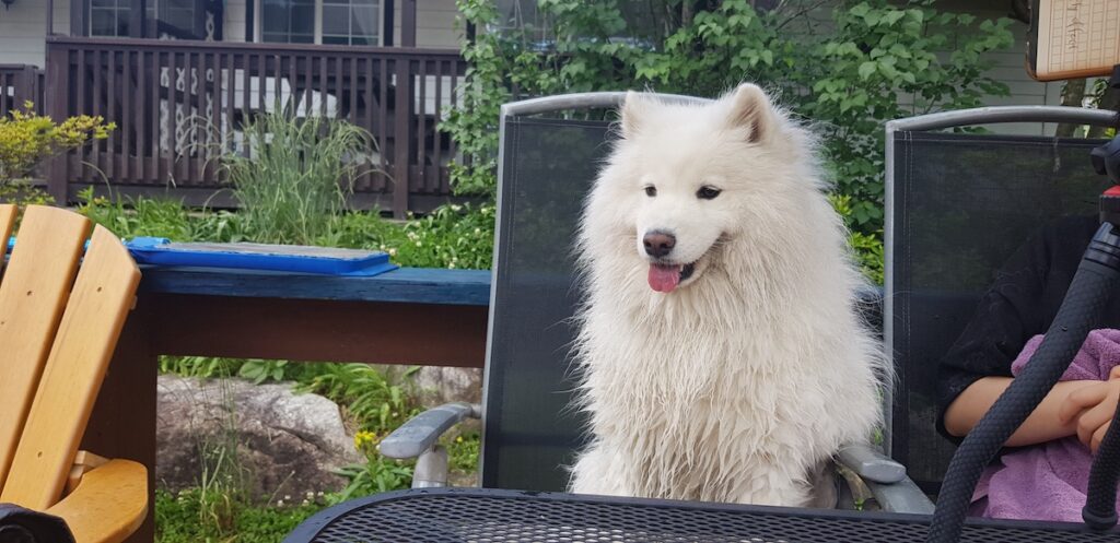 samoyed-resting-at-korean-pet-friendly-stay Representing the relaxation offered at pet-friendly stays Korea, a beautiful white Samoyed sits comfortably on a patio chair on a wooden deck. The dog is resting after a swim at a specialized Korean pet resort surrounded by lush greenery.