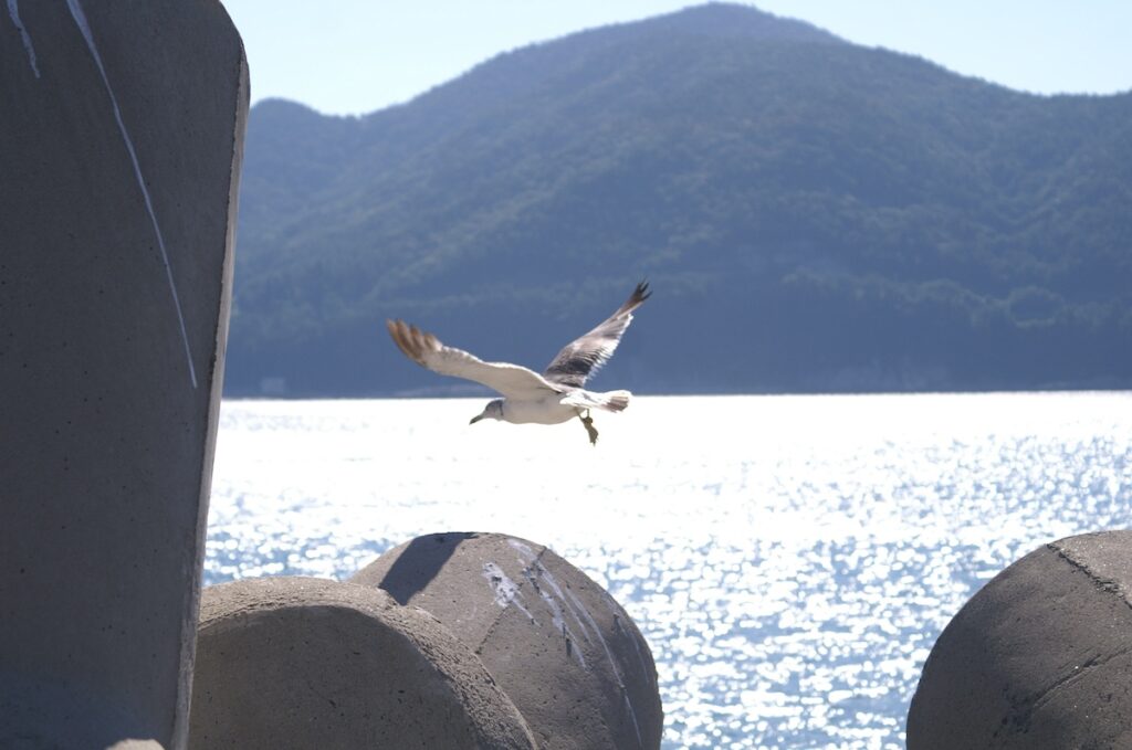 A seagull flying gracefully over the sparkling blue ocean at a beach near Seoul, accessible by public transport for expats in Korea.
