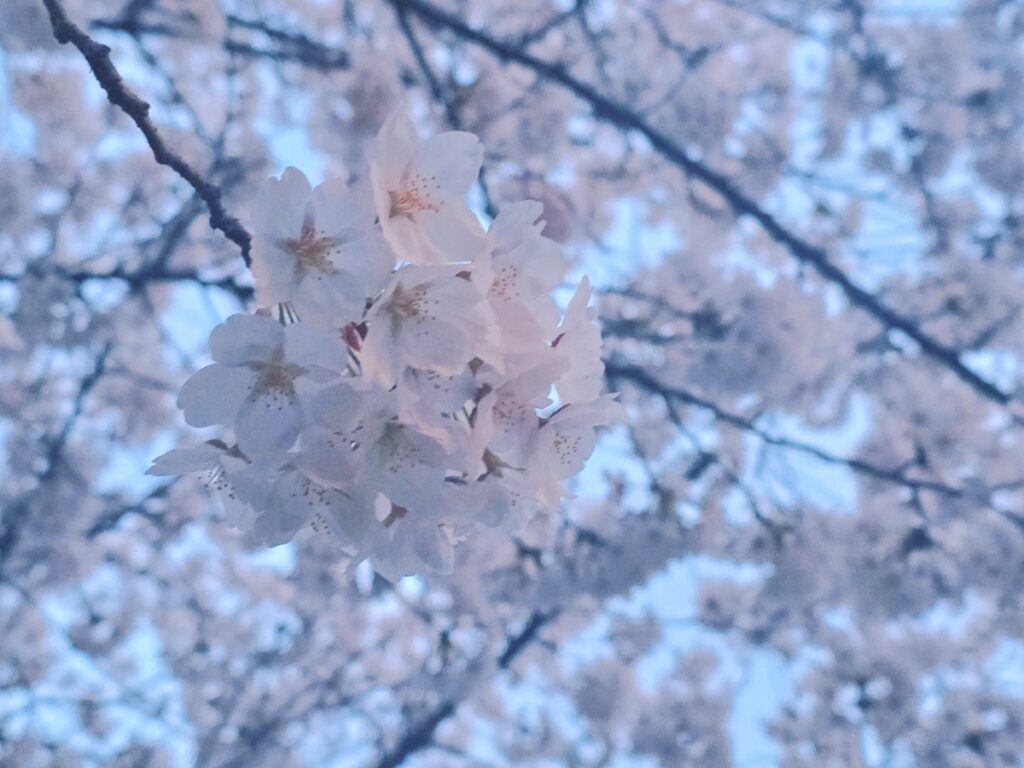 seoul-spring-guide-2026-for-beginners-maehwa-plum-blossom A detailed close-up photograph of a pure white plum blossom (Maehwa) with vibrant yellow stamens, featured in the Seoul Travel Guide 2026 for Beginners. The flower is sharply focused against a soft, muted grey stone background.