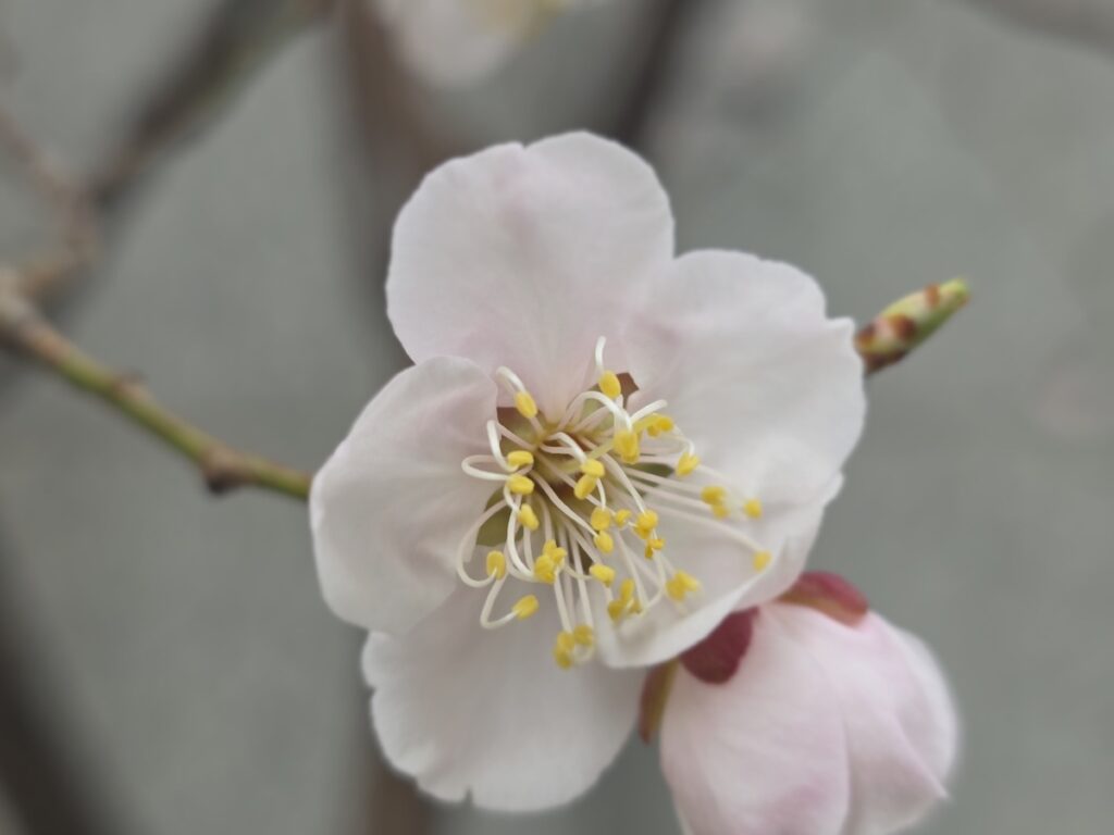 A detailed close-up photograph of a white plum blossom (Maehwa) with prominent yellow stamens and curled filaments against a soft gray background.