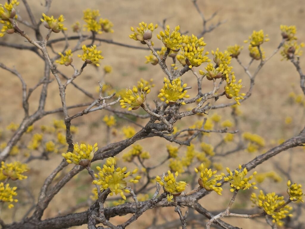 seoul-spring-yellow-sansuyu-clusters Multiple clusters of small bright yellow Sansuyu (Cornelian Cherry) flowers blooming on bare brown branches against a blurred earthy background.