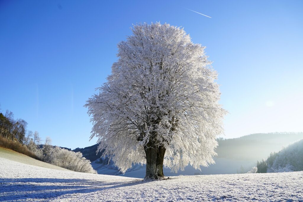 snow-covered-tree-winter-korea A tall tree covered with heavy snow in a Korean park during the cold winter season.