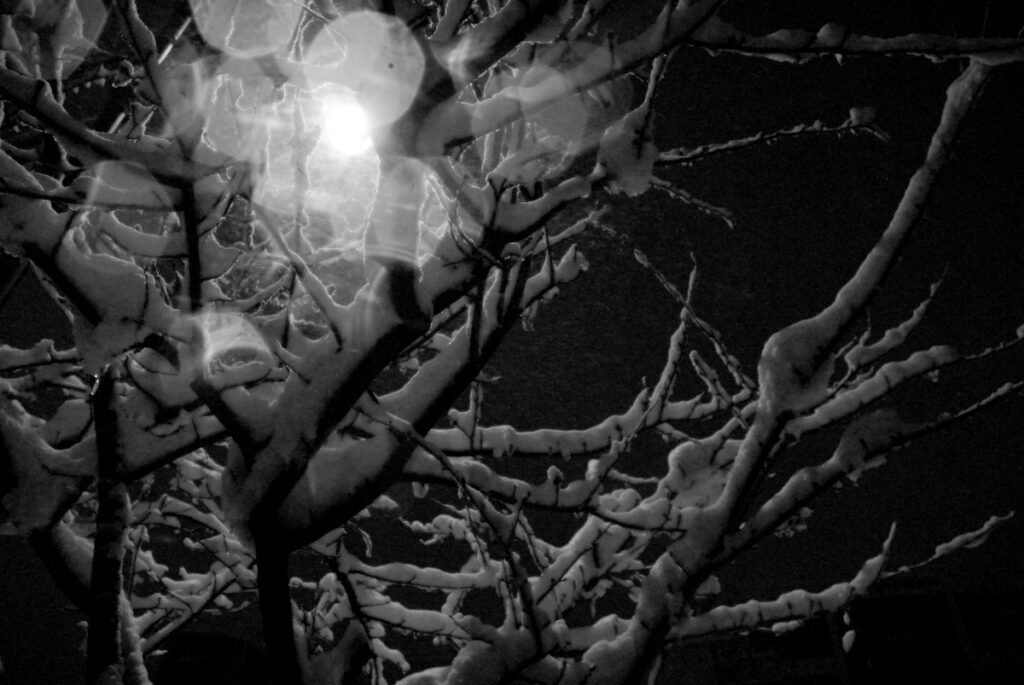 snowy-night-street-trees-donghae-city-korea A peaceful night view of a street in Donghae City, South Korea, with heavy snow covering the trees and sidewalks, illuminated by warm yellow streetlights.