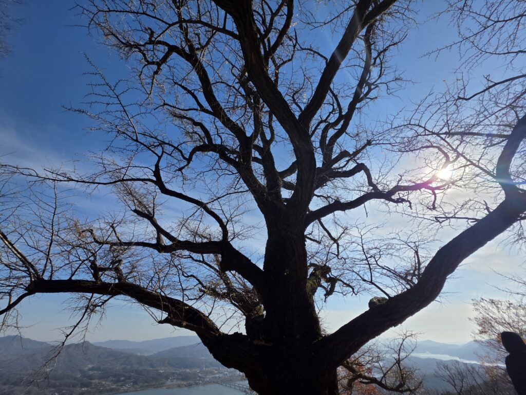 Sujongsa Temple’s ancient ginkgo tree, a designated Natural Monument and symbol of longevity.