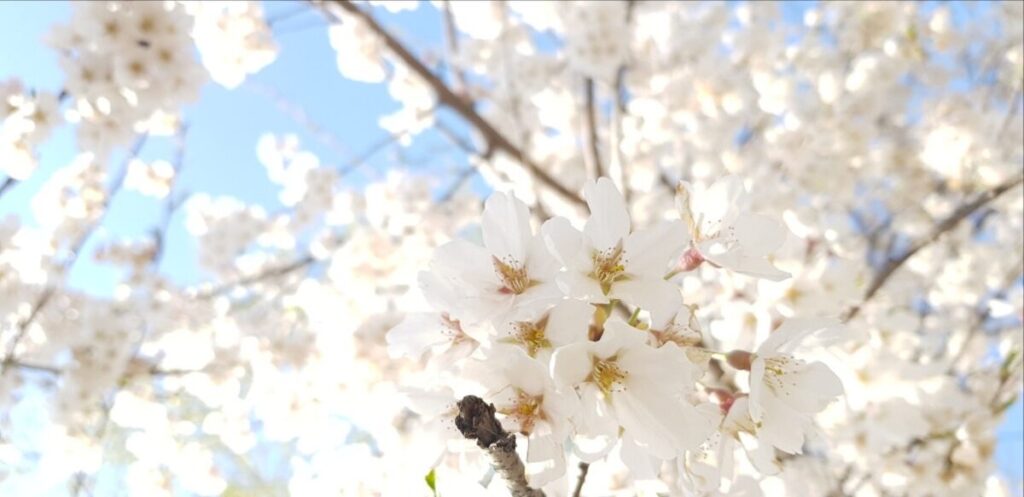 Vibrant pink canopy under a clear sky, the perfect reward for an elite traveler with the Best Car Insurance for Expats.