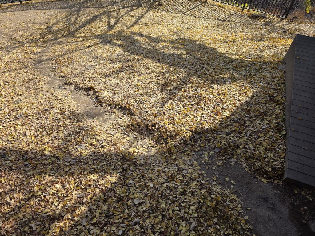 templestay-in-korea-autumn-meditation-walk Autumn leaves on a quiet temple path showing the restful side of Templestay in Korea