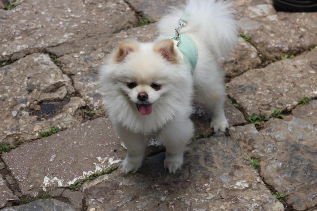 “A Korean pet owner walking a small dog in a Seoul park holding a black poop bag, showing responsible pet etiquette.”