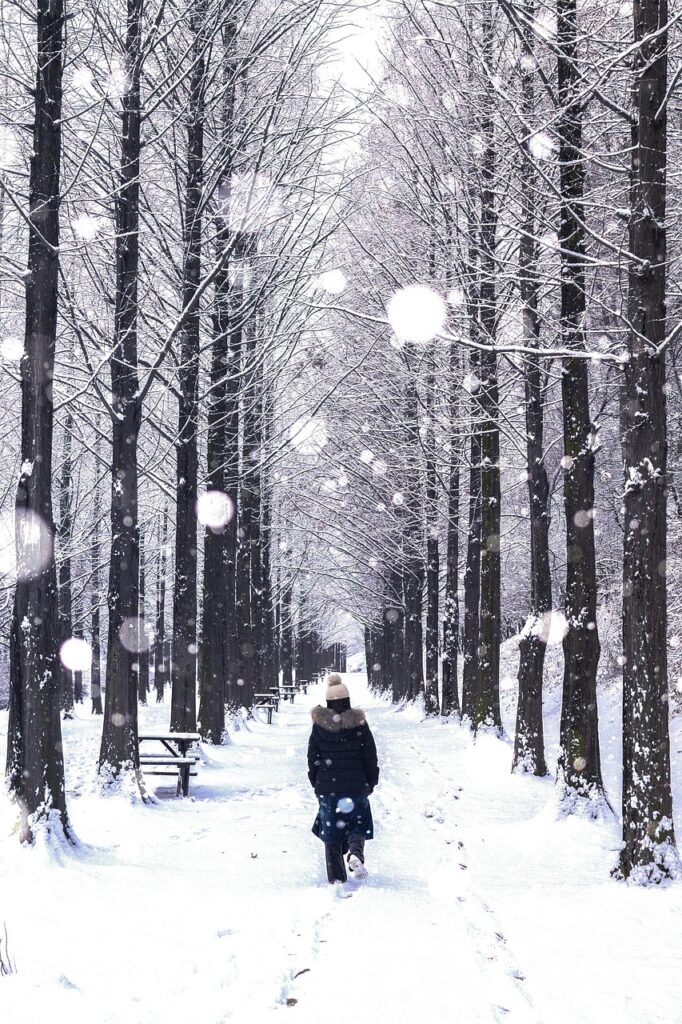 walking-through-snow-covered-trees-nami-island A person walking through a beautiful snow-covered birch forest in Gangwon-do, showcasing the scenic nature of South Korea winter travel.