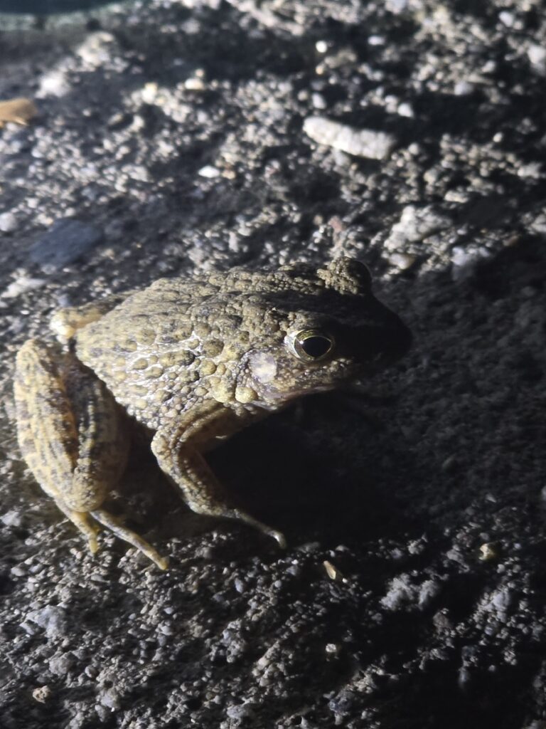 “A Korean tree frog resting near the water at night in Yumyeongsan Valley”